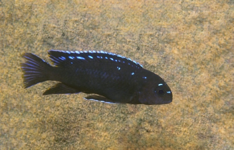 Chindongo sp. 'elongatus spot' Chiwindi